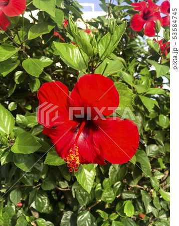Large flowering bush Hibiscus syriacus with red 63684745