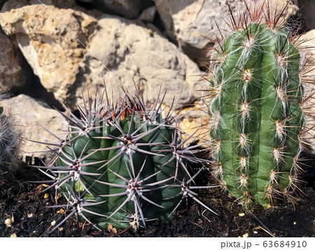 Green cacti grow in ground on background of stones Green cacti grow in ground on background of stones 63684910