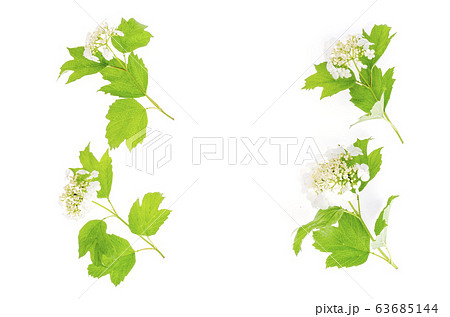 White inflorescences of viburnum with green leaves White inflorescences of viburnum with green leaves 63685144