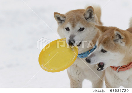 雪の中で遊ぶ柴犬 雪の中で遊ぶ柴犬 63685720