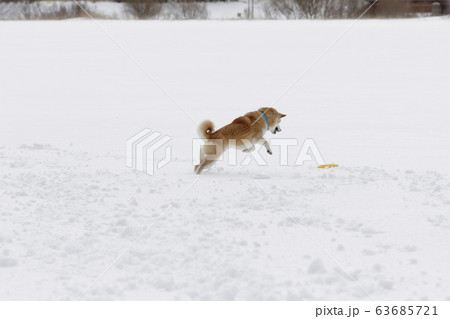 雪の中で遊ぶ柴犬 雪の中で遊ぶ柴犬 63685721