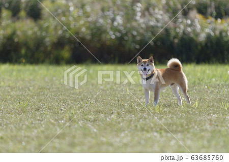 遠くからこちらを窺う柴犬 63685760
