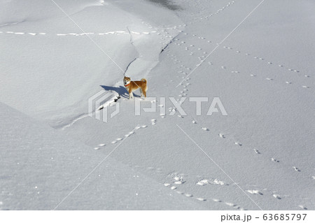 凍った川で遊ぶ柴犬 凍った川で遊ぶ柴犬 63685797