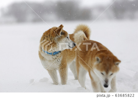 雪の中で後ろをふりむく柴犬の写真素材