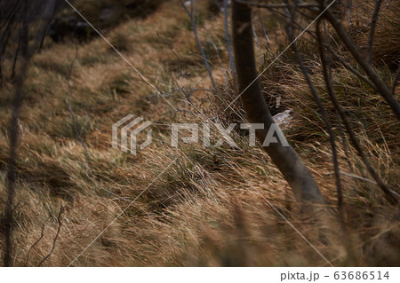 Grass on a slope in the mountains near the trail 63686514