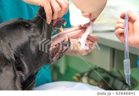 insertion of breathing apparatus hose into the dog's mouth, preparation for surgery at the veterinary clinic insertion of breathing apparatus hose into the dog's mouth, preparation for surgery at the veterinary clinic 63686841