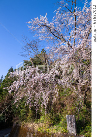 熊野古道　春の伏拝王子 63687012
