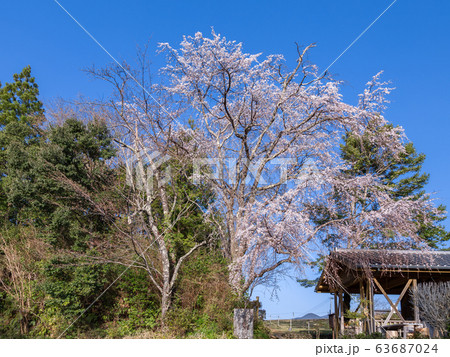 熊野古道　春の伏拝王子 63687024