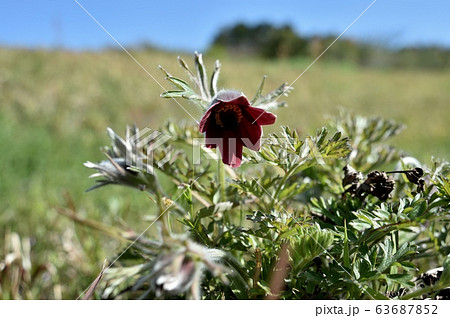 オキナグサ オキナグサ 63687852