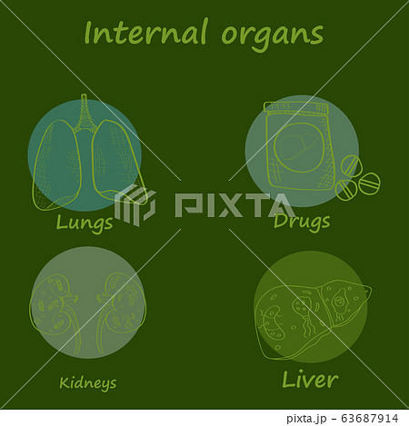 Vector round icons of internal human organs Flat design Vector round icons of internal human organs Flat design 63687914
