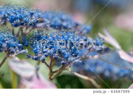 【紫陽花　小田原城】 63687999