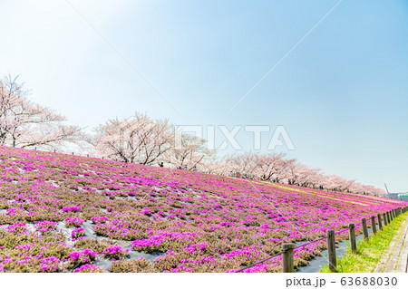 日本の春 東京都北区 赤羽桜堤緑地の桜 日本の春 東京都北区 赤羽桜堤緑地の桜 63688030