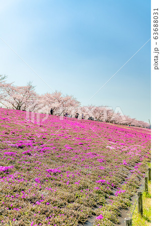 日本の春 東京都北区 赤羽桜堤緑地の桜 日本の春 東京都北区 赤羽桜堤緑地の桜 63688031