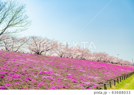日本の春 東京都北区 赤羽桜堤緑地の桜 日本の春 東京都北区 赤羽桜堤緑地の桜 63688033