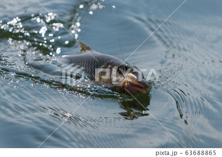 釣り 淡水釣り 湖 63688865