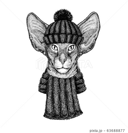 Oriental Cat Cool Animal Wearing Knitted Winter のイラスト素材