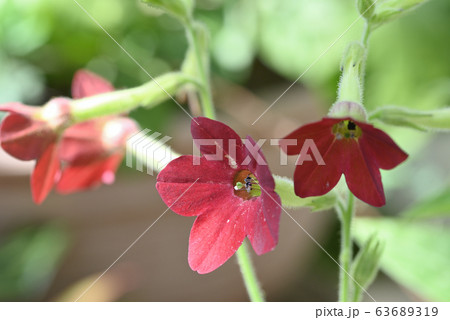 ニコチアナ ニコチアナ 63689319