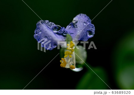 夏の花 野生の花 花 63689320