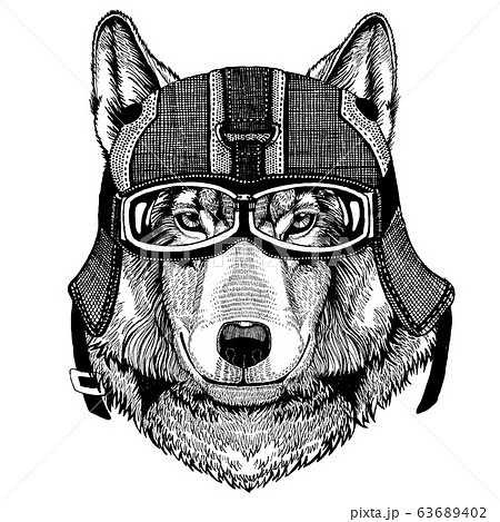 Wild wolf, dog Hipster animal wearing motorycle helmet. Image for kindergarten children clothing, kids. T-shirt, tattoo, emblem, badge, logo, patch Wild wolf, dog Hipster animal wearing motorycle helmet. Image for kindergarten children clothing, kids. T-shirt, tattoo, emblem, badge, logo, patch 63689402