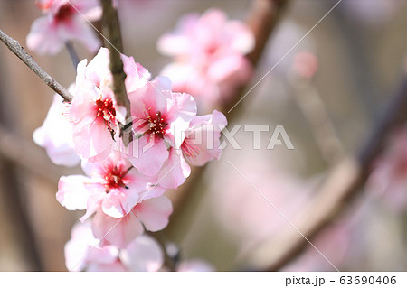 アーモンドの花 花博記念鶴見緑地公園 大阪市 の写真素材