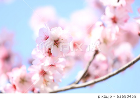 アーモンドの花、花博記念鶴見緑地公園（大阪市） 63690458