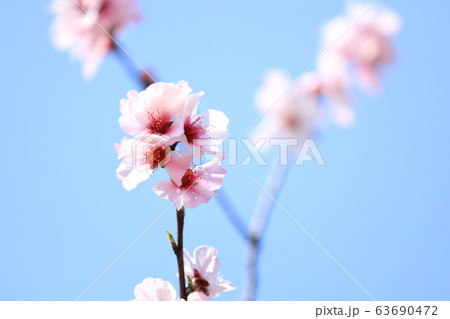 アーモンドの花、花博記念鶴見緑地公園(大阪市) アーモンドの花、花博記念鶴見緑地公園(大阪市) 63690472