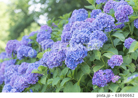 初夏の風景　紫陽花のイメージ 63690662