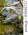 奈良公園 桜 63690727