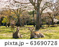 奈良公園 鹿と桜 63690728