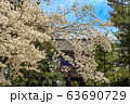 奈良公園 桜 63690729