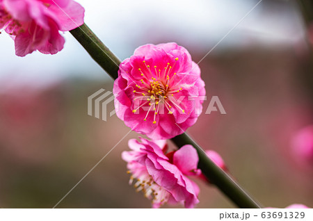 ピンク色の梅の花のクローズアップ 宝塚中山梅林の写真素材
