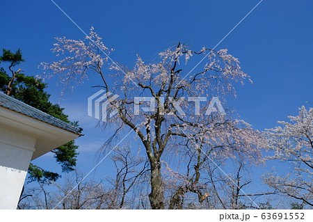 桜祭り 63691552