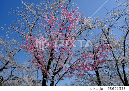 桜祭り 63691553