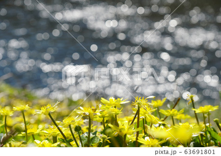 水ぬるむ春、河川敷の川辺に咲く、ほぼ雑草化したリュウキンカ...1 63691801
