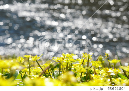 水ぬるむ春、河川敷の川辺に咲く、ほぼ雑草化したリュウキンカ...2 63691804