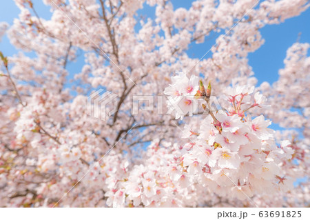 満開の桜 63691825