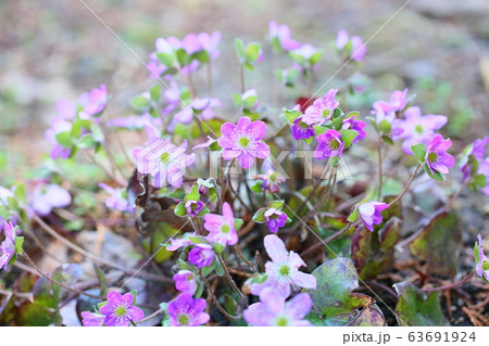 オオミスミソウの花 63691924