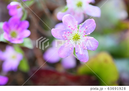 オオミスミソウの花 63691928