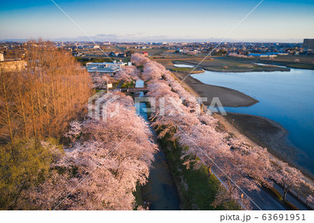 朝日に照らされた美しい満開の伊佐沼の桜 埼玉県川越市(ドローンによる空撮) 朝日に照らされた美しい満開の伊佐沼の桜 埼玉県川越市(ドローンによる空撮) 63691951