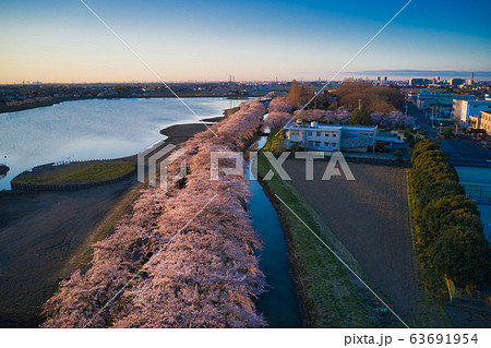 朝日に照らされた美しい満開の伊佐沼の桜 埼玉県川越市(ドローンによる空撮) 朝日に照らされた美しい満開の伊佐沼の桜 埼玉県川越市(ドローンによる空撮) 63691954