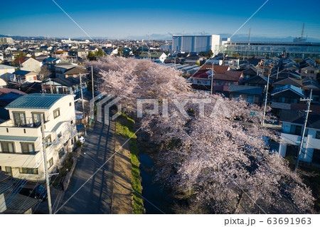 新河岸川沿いの美しい満開の桜　埼玉県川越市（ドローンによる空撮 63691963