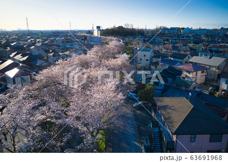 新河岸川沿いの美しい満開の桜 埼玉県川越市(ドローンによる空撮 新河岸川沿いの美しい満開の桜 埼玉県川越市(ドローンによる空撮 63691968