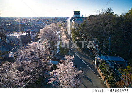 新河岸川沿いの美しい満開の桜　埼玉県川越市（ドローンによる空撮 63691973