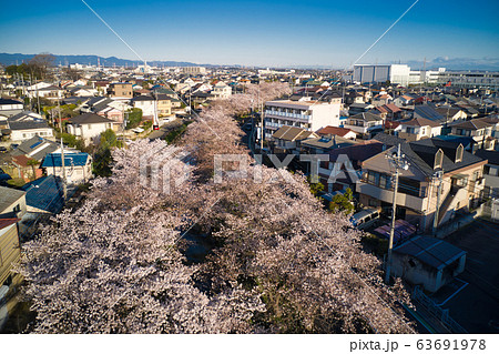 新河岸川沿いの美しい満開の桜 埼玉県川越市(ドローンによる空撮 新河岸川沿いの美しい満開の桜 埼玉県川越市(ドローンによる空撮 63691978