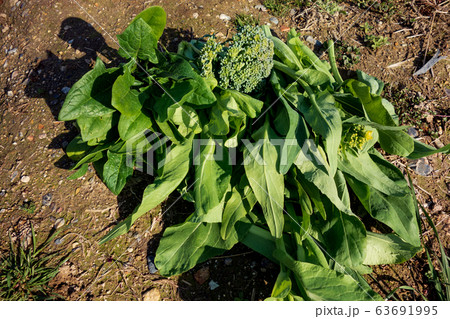 のらぼう菜、ブロッコリーの収穫 のらぼう菜、ブロッコリーの収穫 63691995