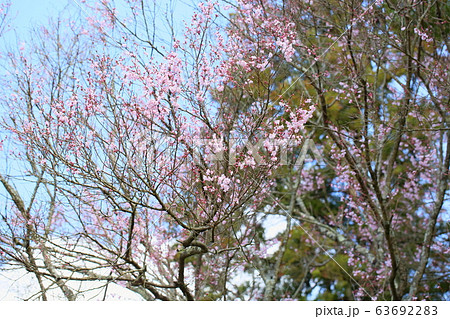桜 エドヒガンの花 桜 エドヒガンの花 63692283