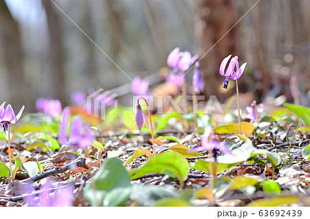 カタクリ 63692439