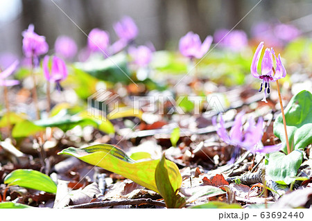 カタクリ 63692440