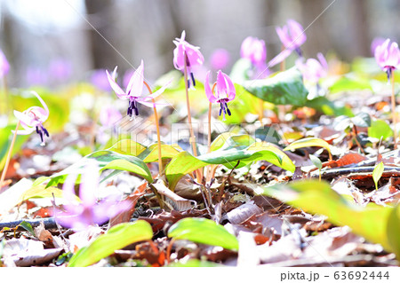 カタクリ 63692444