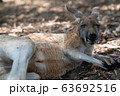 カンガルー 63692516